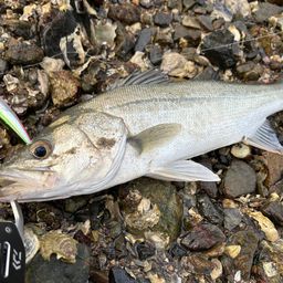 フッコ（マルスズキ）