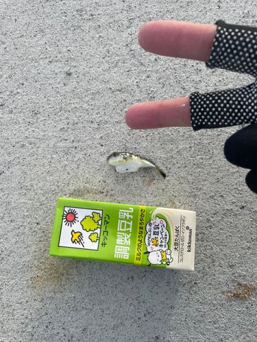 クサフグの釣果