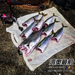 フッコ（タイリクスズキ）