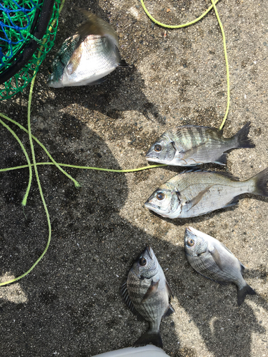 チヌの釣果