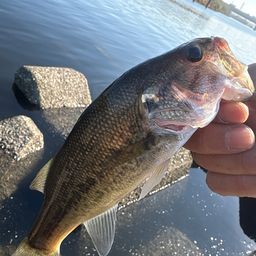 ラージマウスバス