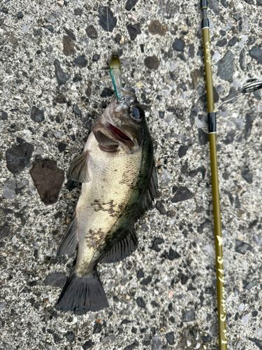 クロメバルの釣果