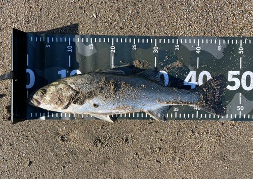 フッコ（マルスズキ）の釣果