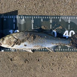 フッコ（マルスズキ）