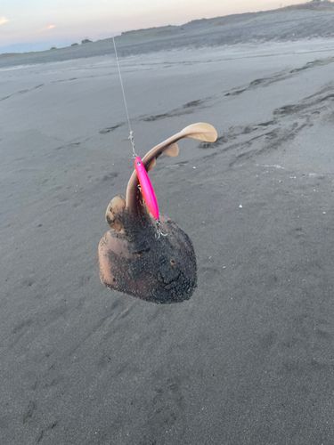 アカエイの釣果