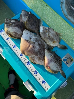 カワハギの釣果