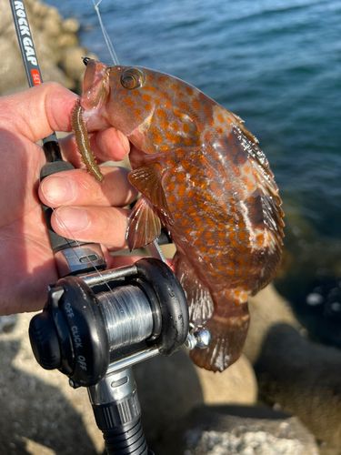 キジハタの釣果