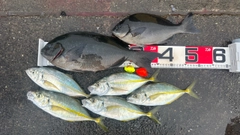 シマアジの釣果