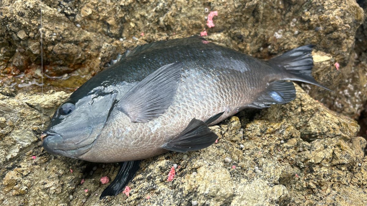 syun_yさんの釣果 2枚目の画像