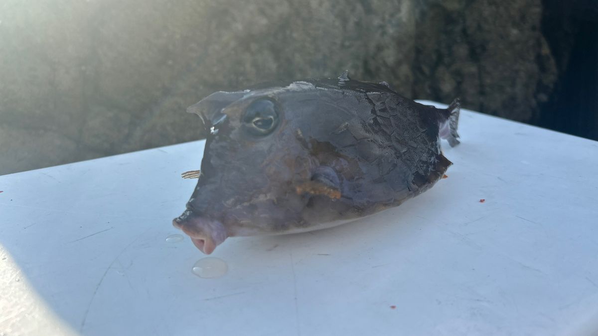 syun_yさんの釣果 3枚目の画像