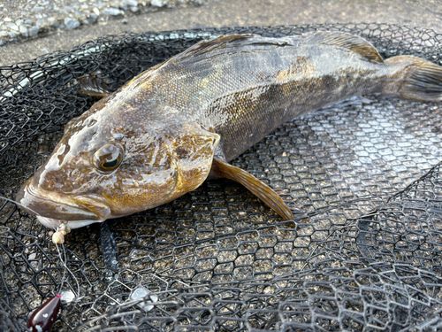 アイナメの釣果