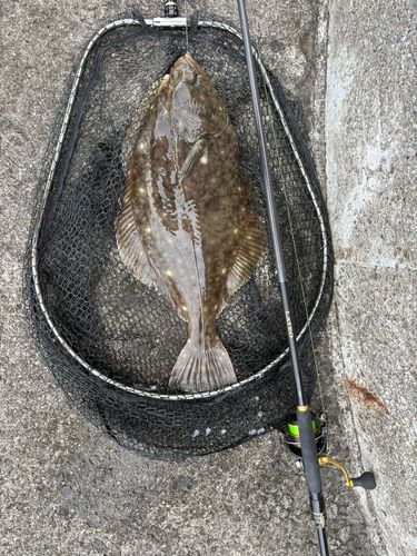 イシガレイの釣果