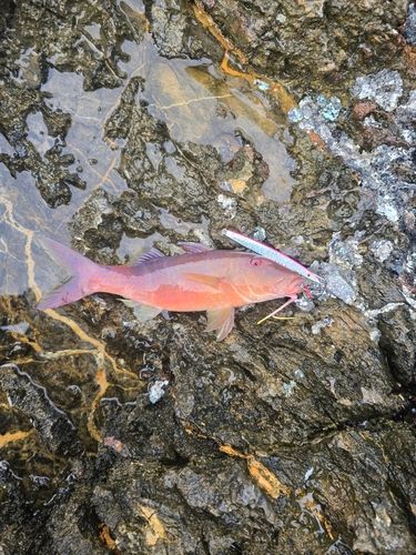 オジサンの釣果