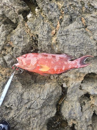 オジロバラハタの釣果