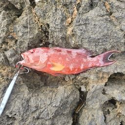 オジロバラハタ