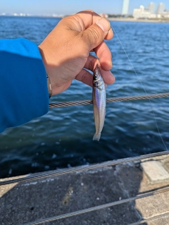 シロギスの釣果