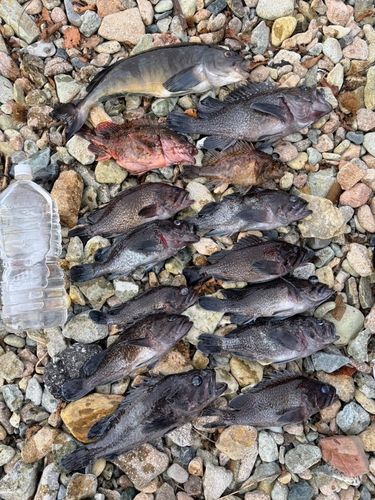 クロソイの釣果