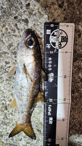 クロムツの釣果