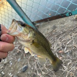 ラージマウスバス