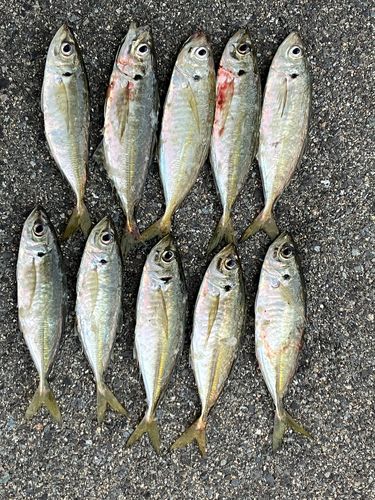 アジの釣果