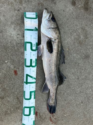 金沢水際線緑地（福浦岸壁）