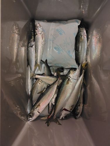 尼崎市立魚つり公園