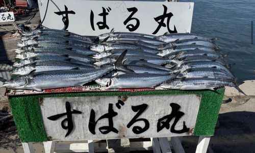 サゴシの釣果