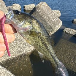 ラージマウスバス