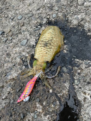 アオリイカの釣果