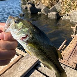 ラージマウスバス