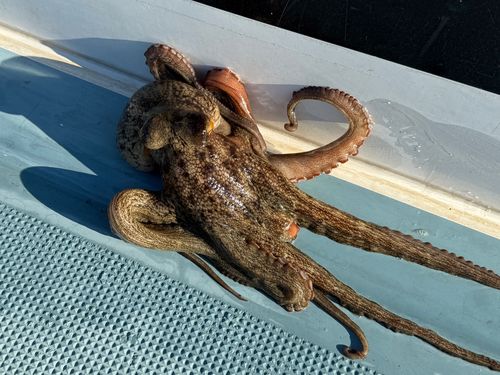 マダコの釣果