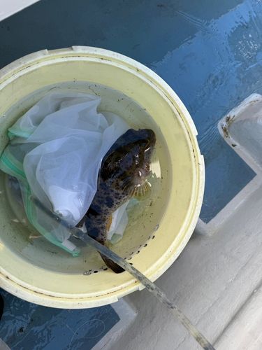 アカメフグの釣果