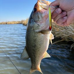 ラージマウスバス