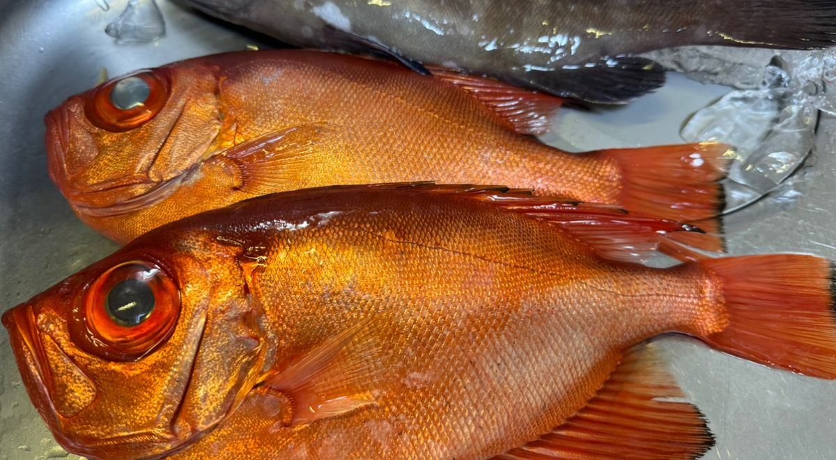 彩鷹さんの釣果 1枚目の画像