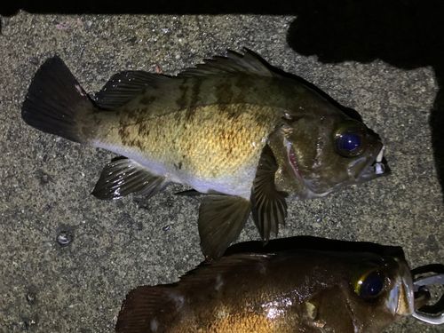 アカメバルの釣果