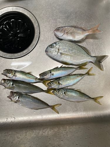 ヘダイの釣果