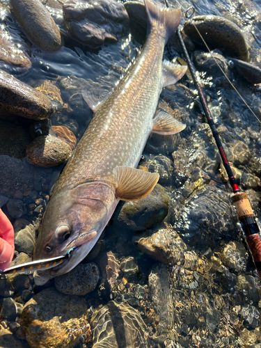 アメマスの釣果