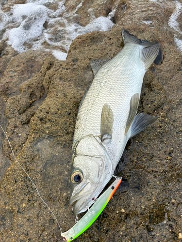ヒラスズキの釣果