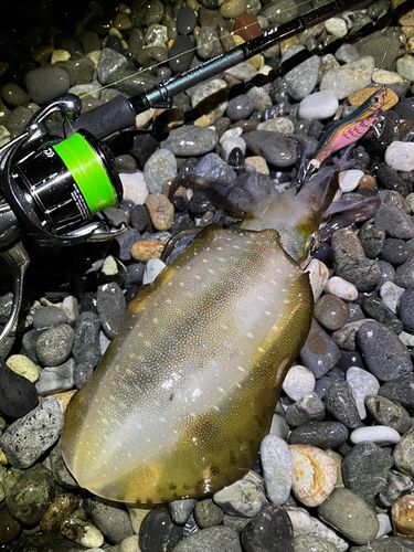 アオリイカの釣果