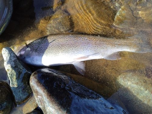 酒匂川（小田原）