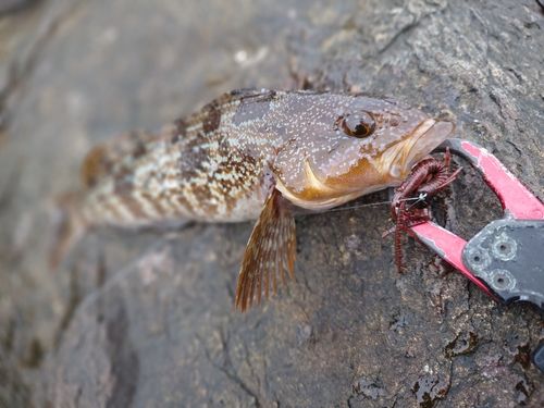 アイナメの釣果