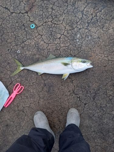 メジロの釣果