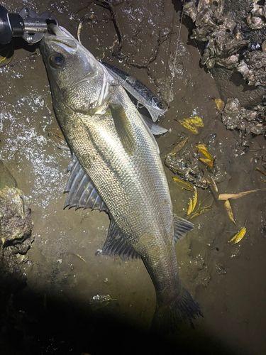 東京湾（アクアライン〜富津）