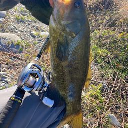 スモールマウスバス