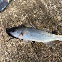 セイゴ（マルスズキ）