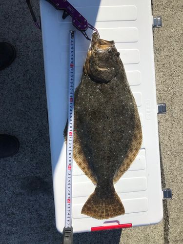 ヒラメの釣果