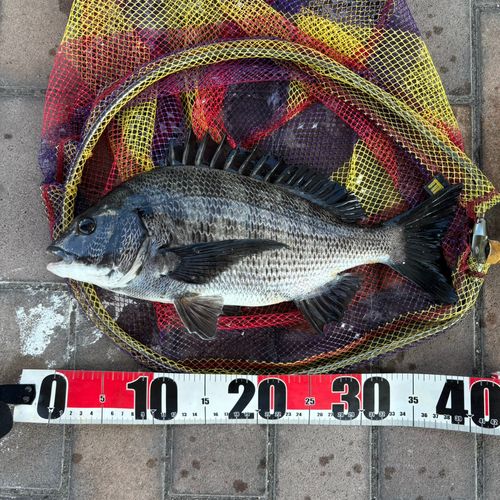 クロダイの釣果