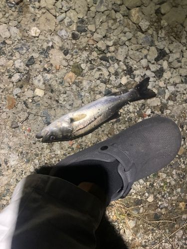 セイゴ（マルスズキ）の釣果