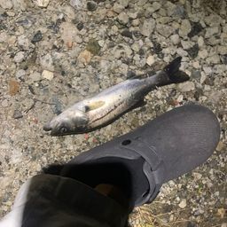 セイゴ（マルスズキ）