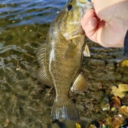 スモールマウスバス